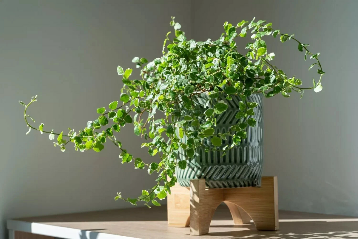 Creeping Fig Ficus pumila Unrooted Cuttings — Set of 5