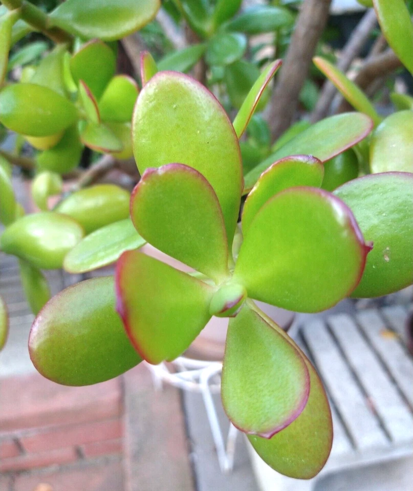 Crassula ovata Jade Plant Cuttings – 15 Live Bare-Root Jade Cuttings for Propagation