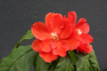 Pereskia bleo Live Plant (Abrojo/Rodocactus) in 4-Inch Pot