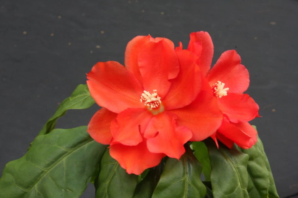 Pereskia bleo Live Plant (Abrojo/Rodocactus) in 4-Inch Pot