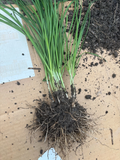 Garlic Chives Plants – 100 Bare Root Stalks Allium tuberosum