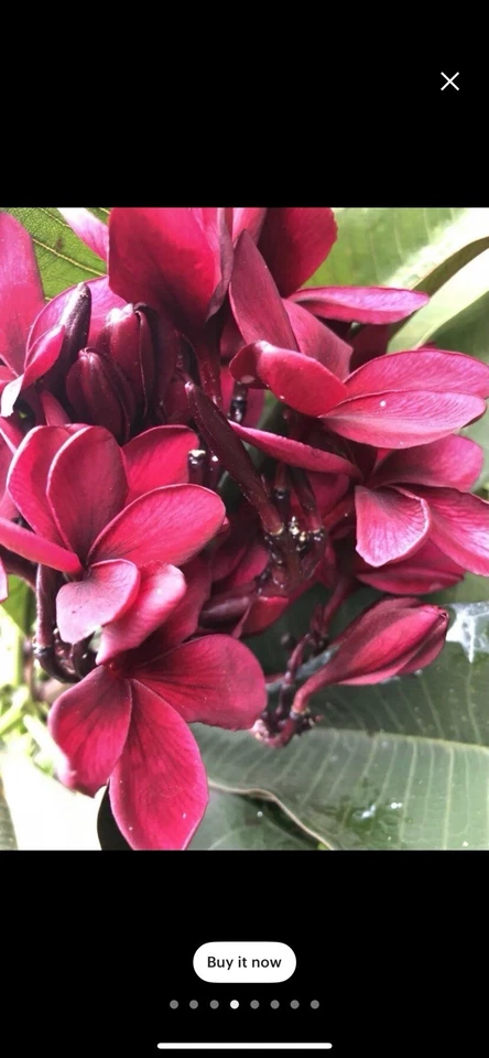 Plumeria Rubra Scott Pratt Cuttings – 12 Live 12-Inch Two-Tip Unrooted Cuttings