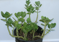 Fairy Crassula Multicava Live Cuttings - 4 Propagation Starter Cuttings