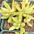 Sedum adolphii Golden Glow Cuttings – 3 Live Unrooted Sedum Cuttings for Propagation