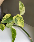 Marble Queen Pothos Cuttings - 2–3 Unrooted Cuttings with ~3 Leaves Each