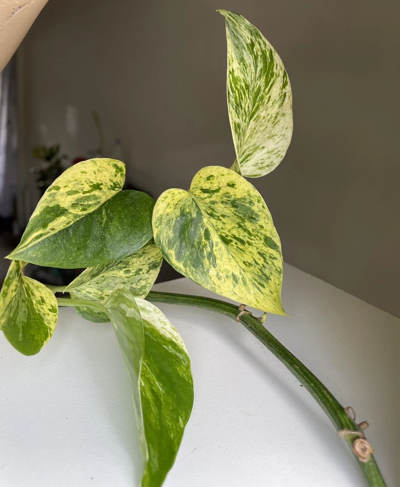 Marble Queen Pothos Cuttings - 2–3 Unrooted Cuttings with ~3 Leaves Each