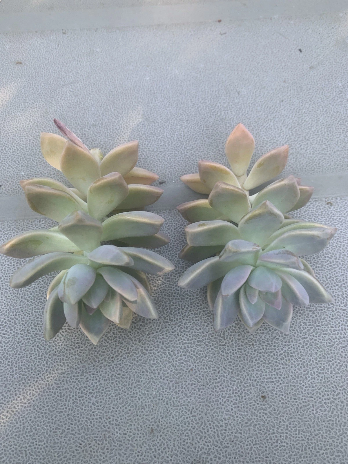 Ghost Plant Succulent Cuttings – Graptopetalum paraguayense, 2 Unrooted Cuttings for Propagation