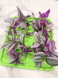 Tradescantia Nanouk Pink Wandering Jew Cuttings | 6+ Live 4–6 in for Indoor Growing