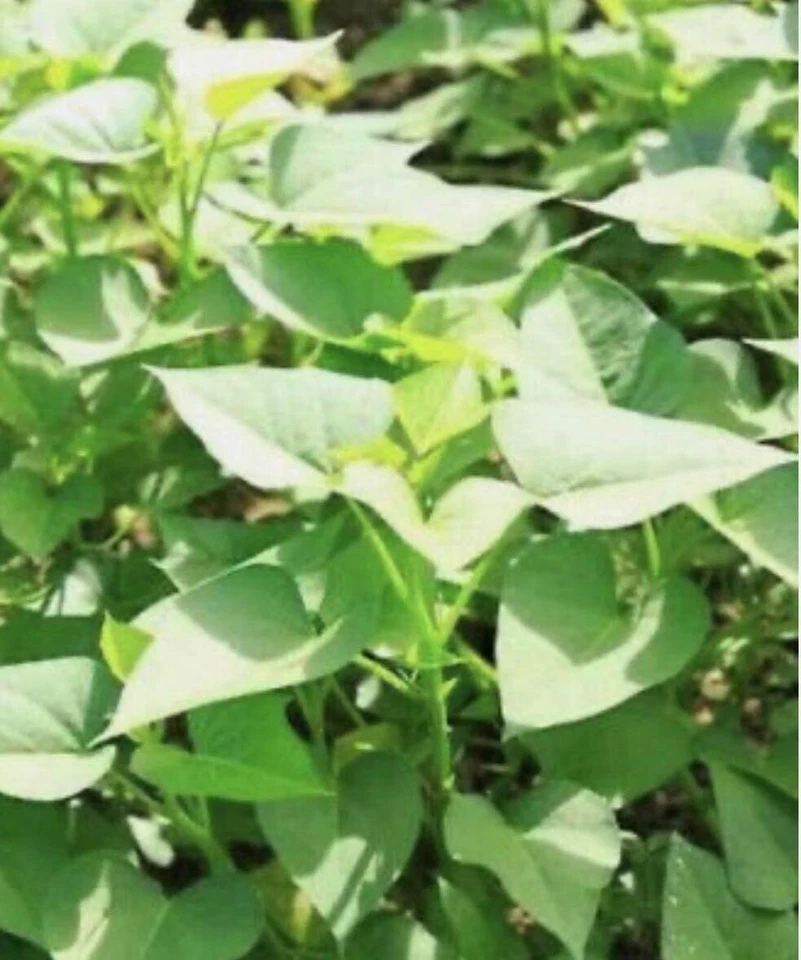 White Sweet Potato Slips - 15 Unrooted Cuttings for Garden Beds