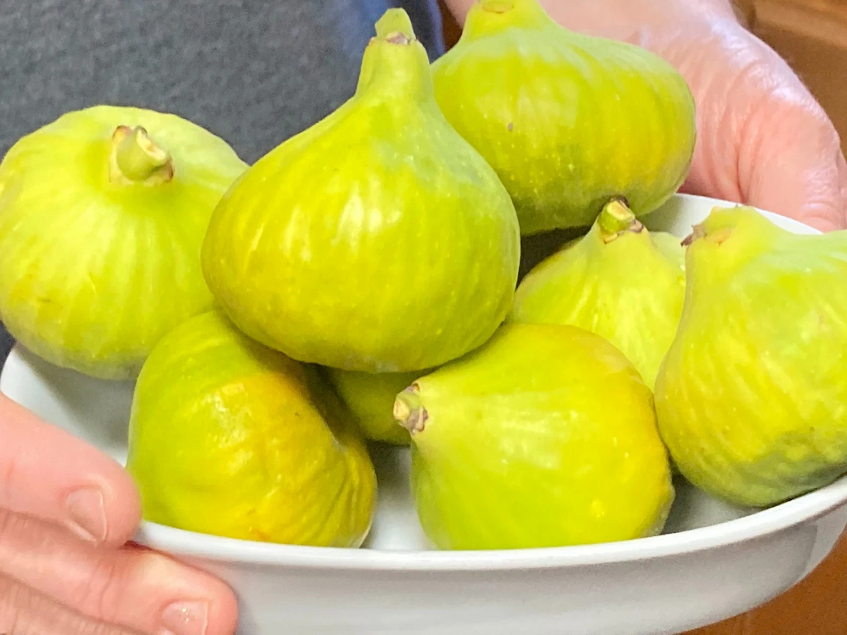 Desert King Fig Tree Cuttings - Unrooted SciOn, 8 pcs for Propagation