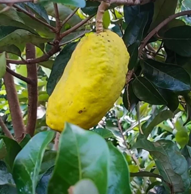 Olosapo Cutting (Couperia polyandra) Unrooted 6+" Tropical Fruit Tree Cutting