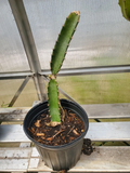 Red Flesh Dragon Fruit Plant - Live Rooted Pitaya Cactus, 1 Gal Pot
