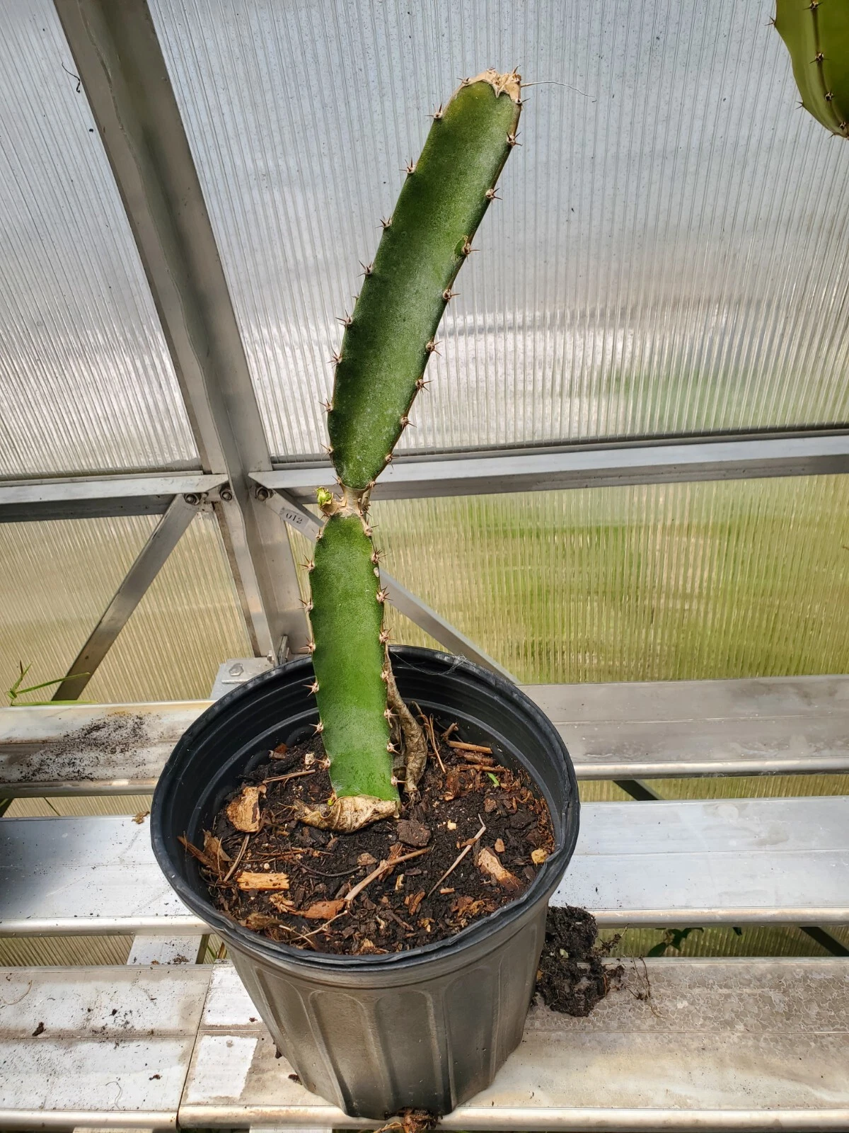 Red Flesh Dragon Fruit Plant - Live Rooted Pitaya Cactus, 1 Gal Pot