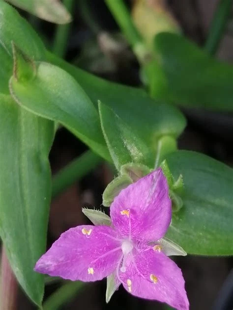 Callisia micrantha Cuttings - Wandering Jew Unrooted Cuttings, Easy Rooting