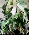 Epipremnum pinnatum Albo Cuttings – 2 Unrooted Variegated Cuttings