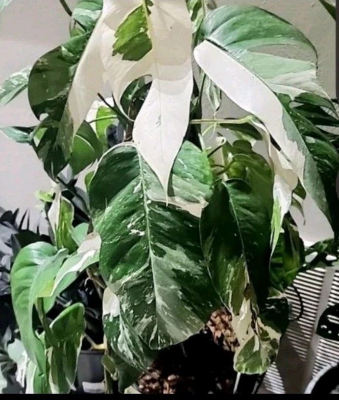 Epipremnum pinnatum Albo Cuttings – 2 Unrooted Variegated Cuttings