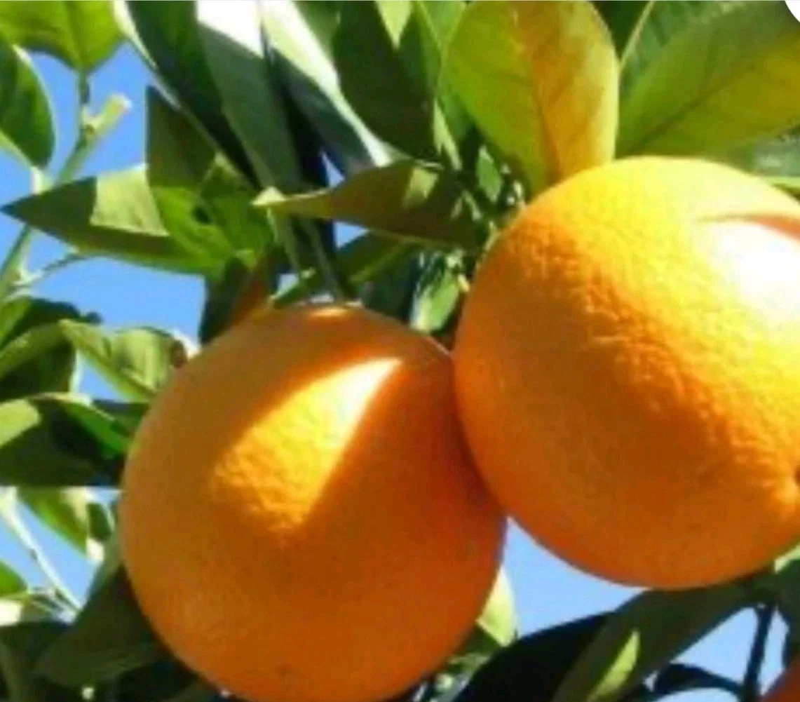 Valencia Orange Unrooted Cutting (Citrus sinensis) 6-8 inch - Rooting or Grafting
