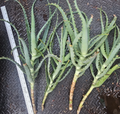 Aloe arborescens Cuttings – 4 Fresh Unrooted Tree Aloe Starts