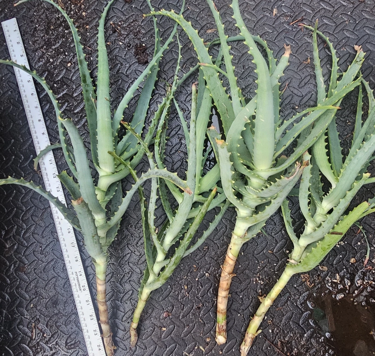 Aloe arborescens Cuttings – 4 Fresh Unrooted Tree Aloe Starts