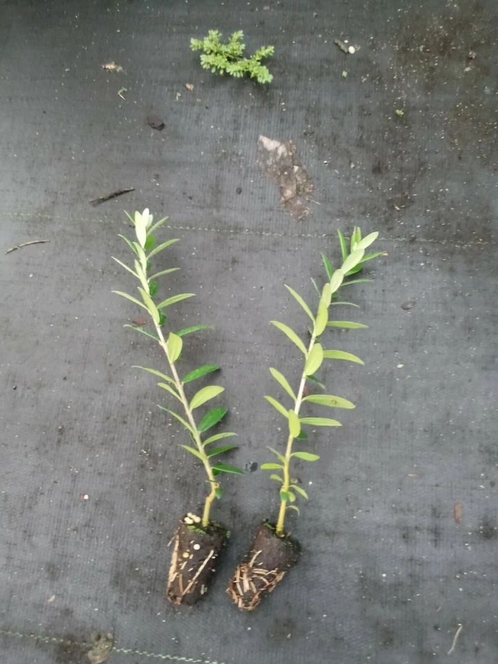 Arbequina Olive Tree Starter Plants (2) - Olea europaea, Compact, Drought-Tolerant