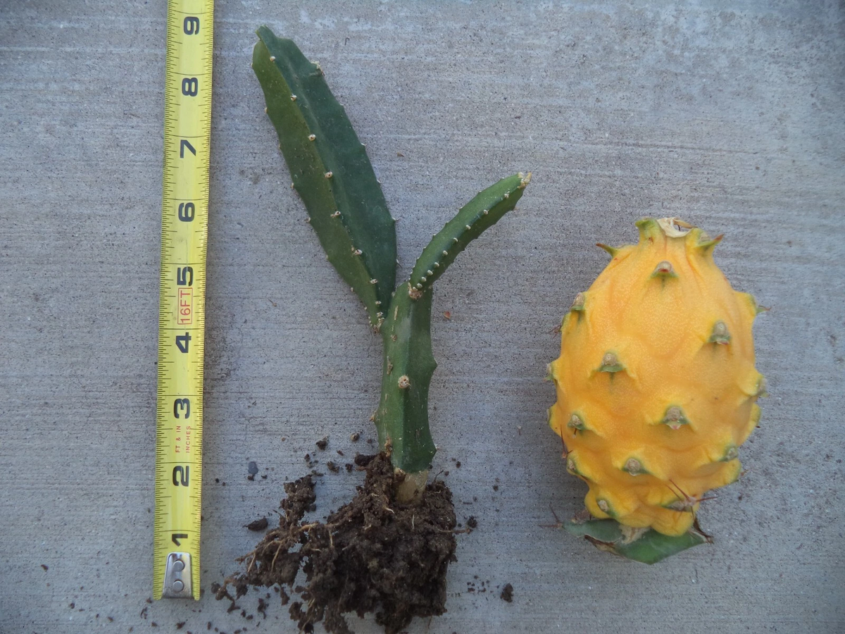 Yellow Dragon Fruit Plant - Rooted 6–8” Golden Pitaya, Ready to Grow