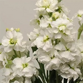 Stock Katz White Seeds – 1000 Matthiola incana Seeds for Garden Beds & Cut Flowers