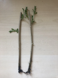 Goji Berry Plants – 2 Rooted Bare Root Starts from Fresh Cuttings (Lycium barbarum / Lycium chinense)