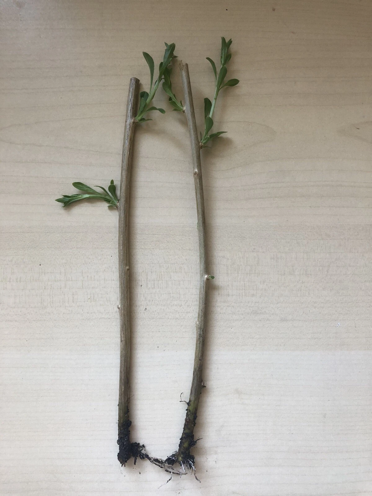 Goji Berry Plants – 2 Rooted Bare Root Starts from Fresh Cuttings (Lycium barbarum / Lycium chinense)