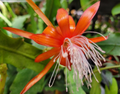 Epiphyllum Fluid Orange Unrooted Cuttings 8–10 Inches – Orchid Cactus