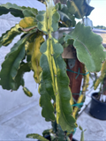 Lemon Lime Variegated Dragon Fruit Cuttings – 2 Live Pitaya Cuttings 10–15"