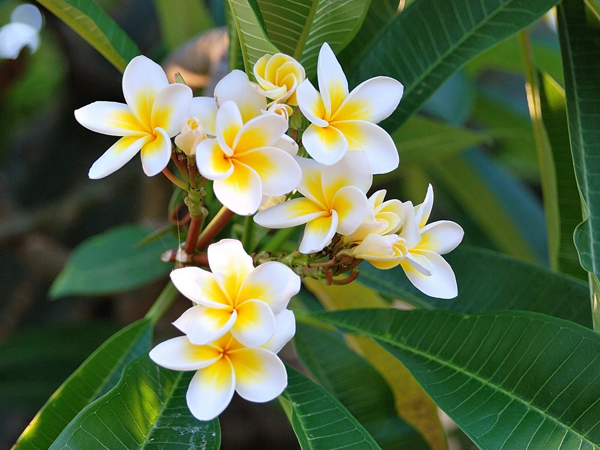 Plumeria Celadine Cutting – 13–15" Unrooted Uncut Celadine Plumeria Cutting for Propagation