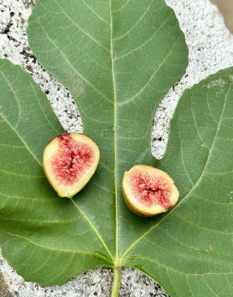 Brown Turkey Fig Cuttings - 8 Unrooted Ficus carica Cuttings for Propagation