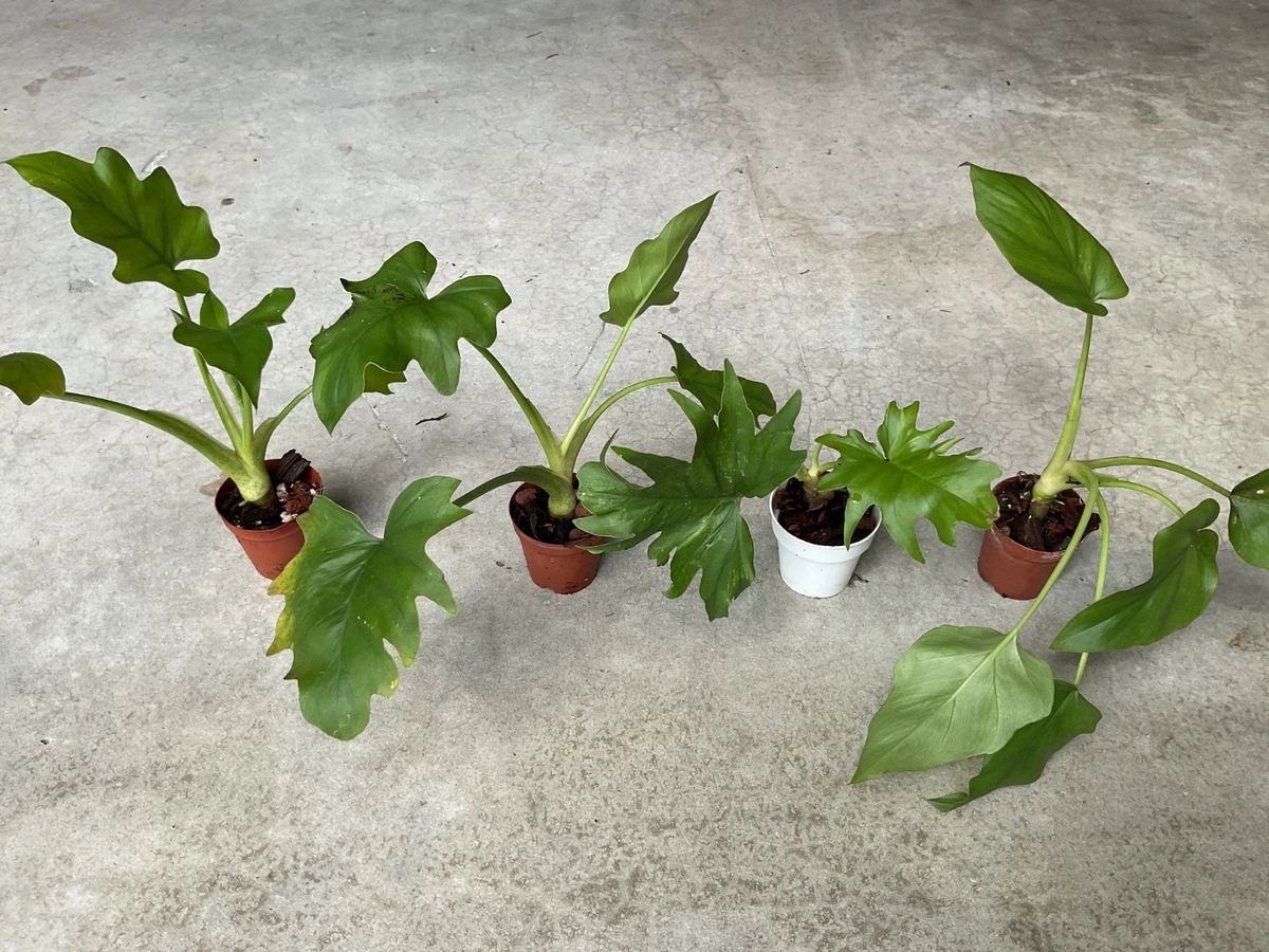 Philodendron Warszewiczii Starter Plant | 1.5" Pot | Tropical Aroid