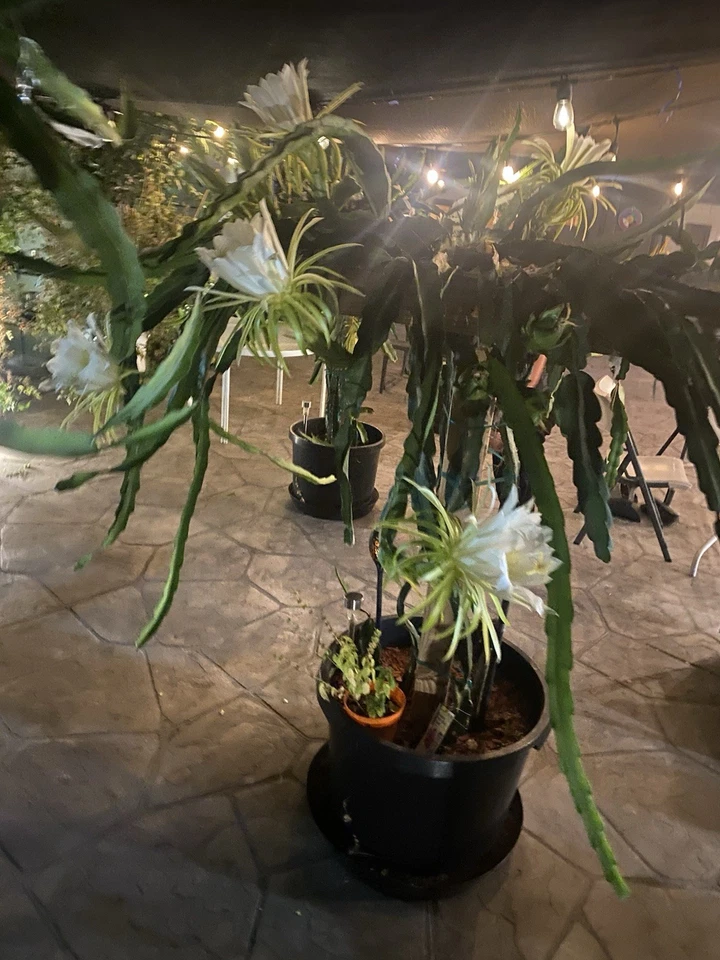 Red Dragon Fruit Cuttings (2 Live 8–12 in) Self-Pollinating Pitaya Climbing Cactus