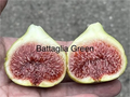 Battaglia Green Fig Cutting – Unrooted 8+ In. Ficus carica Stem Cutting