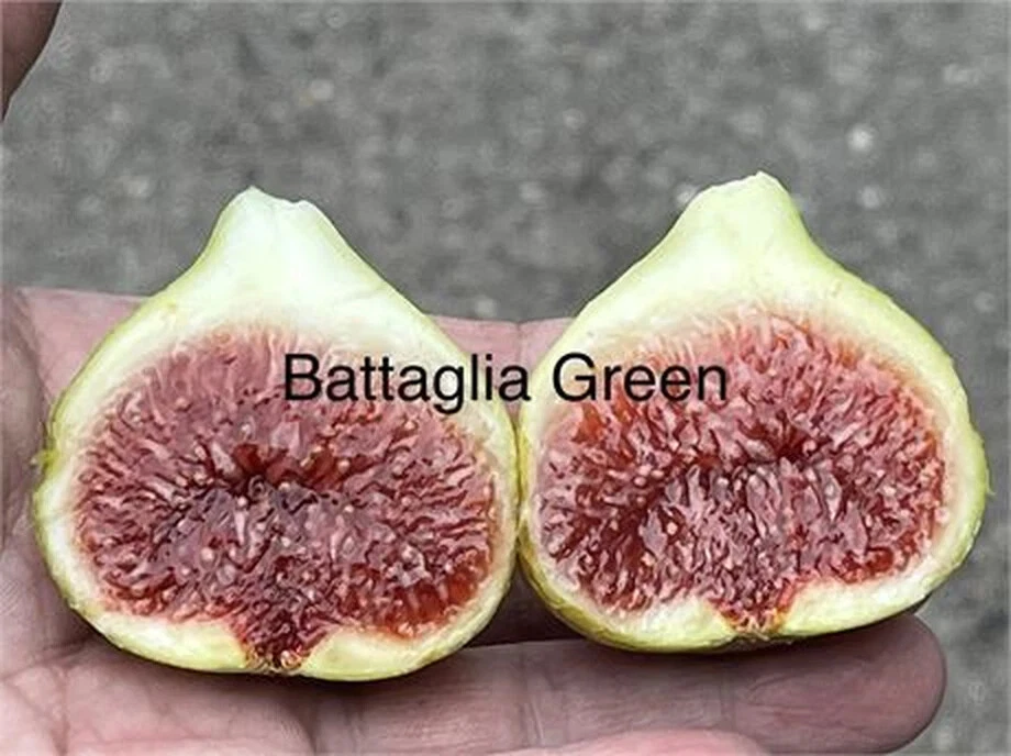 Battaglia Green Fig Cutting – Unrooted 8+ In. Ficus carica Stem Cutting