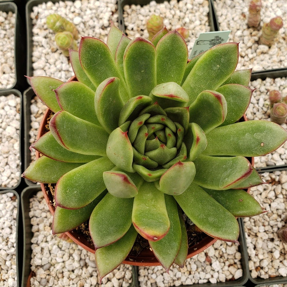 Echeveria agavoides Live Succulent Plant - 4" Pot | Rosette, Easy Care