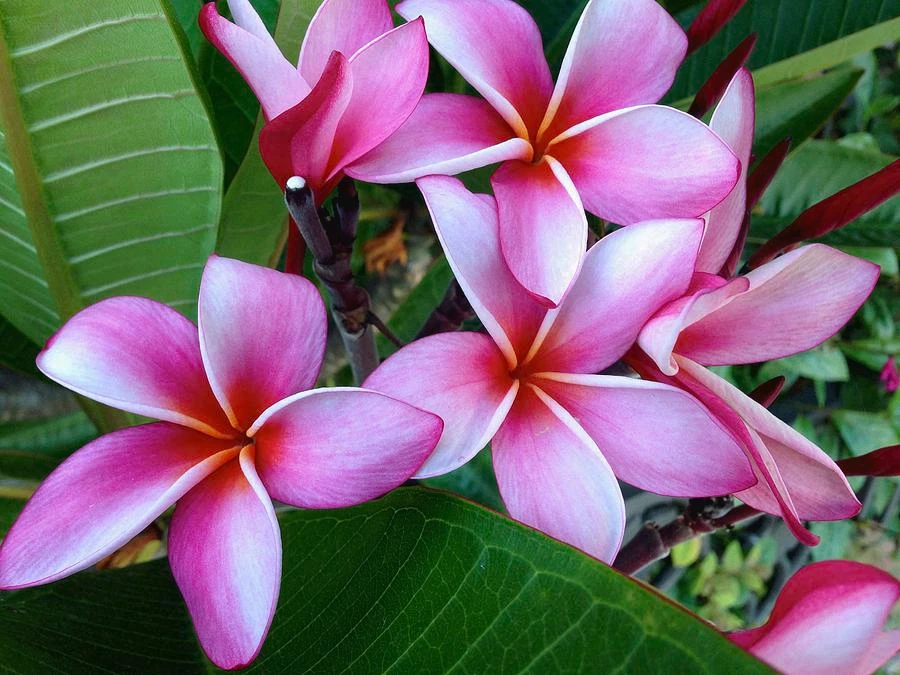 Pink Plumeria Cuttings – Two Live Unrooted 8-Inch Cuttings for Propagation