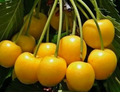 Yellow Cherry Tree Cuttings – Donissens, Paula & Alexanders | Unrooted