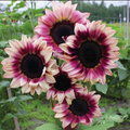 Purple Plum Sunflower Seeds – 25 Count, Deep Purple Blooms, Pollinator-Friendly