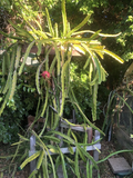 Dragon Fruit Cuttings – 3 Live 6+" Hylocereus Stems, Random Variety Mix