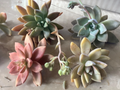 Assorted Succulent Cuttings Pack - 6 Unrooted Cuttings for Easy Rooting