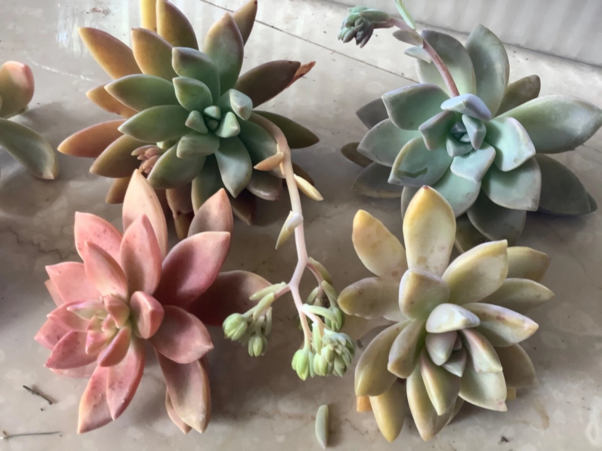 Assorted Succulent Cuttings Pack - 6 Unrooted Cuttings for Easy Rooting
