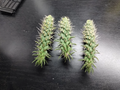 Jumping Cholla Cactus Cutting Cylindropuntia fulgida – Live Arizona Desert Cactus Cutting
