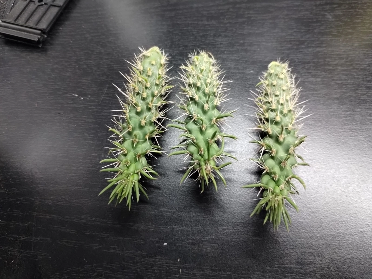 Jumping Cholla Cactus Cutting Cylindropuntia fulgida – Live Arizona Desert Cactus Cutting