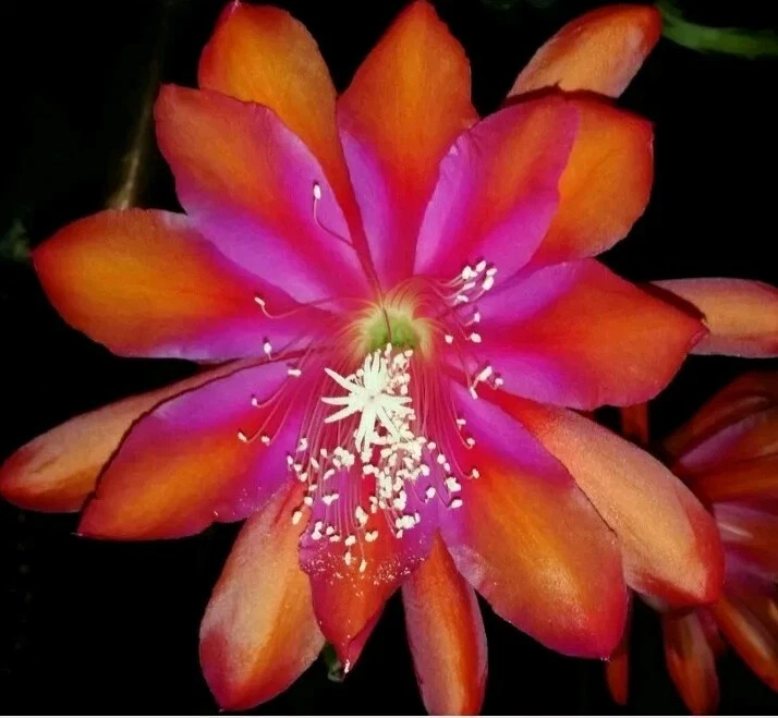 Epiphyllum Sparkling Burgundy Cutting – Unrooted Orchid Cactus Cutting