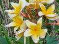 Plumeria Cuttings (Frangipani) - Unrooted Live Stem Cuttings, Variety Shown, For Planting