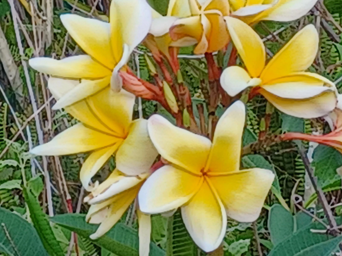 Plumeria Cuttings (Frangipani) - Unrooted Live Stem Cuttings, Variety Shown, For Planting