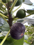Dark Portuguese Fig Cutting – 8"+ Ficus carica Unrooted Cutting with 3+ Nodes