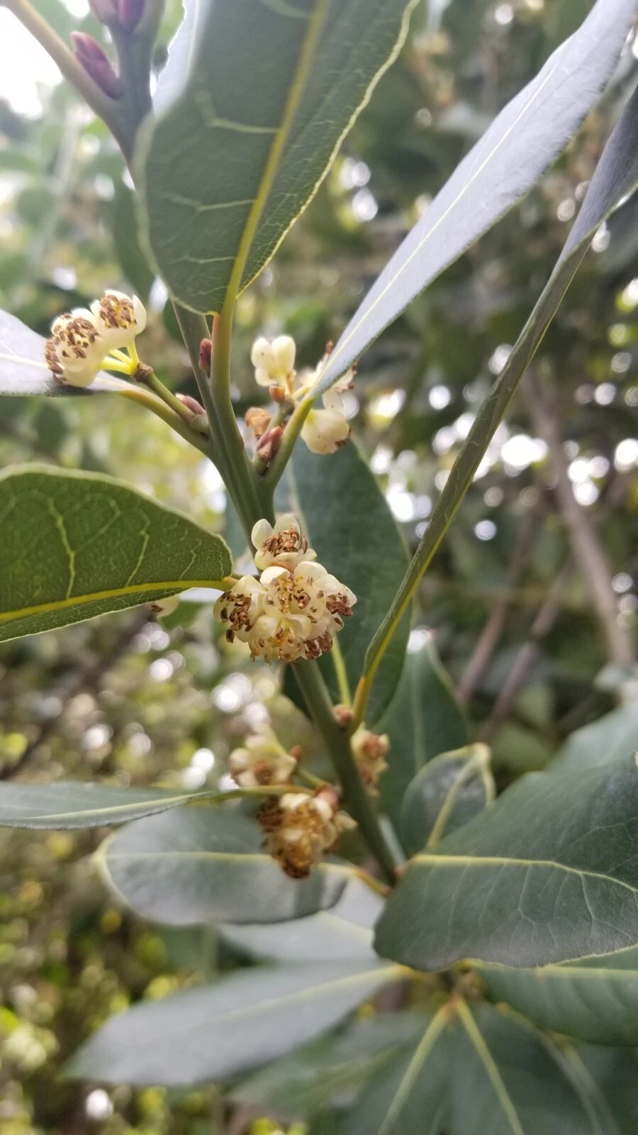 Bay Laurel Cuttings - 5 Laurus nobilis Stem Cuttings for Propagation